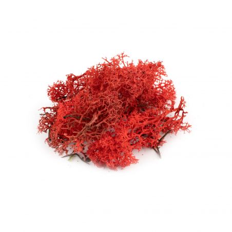 Lichen rouge